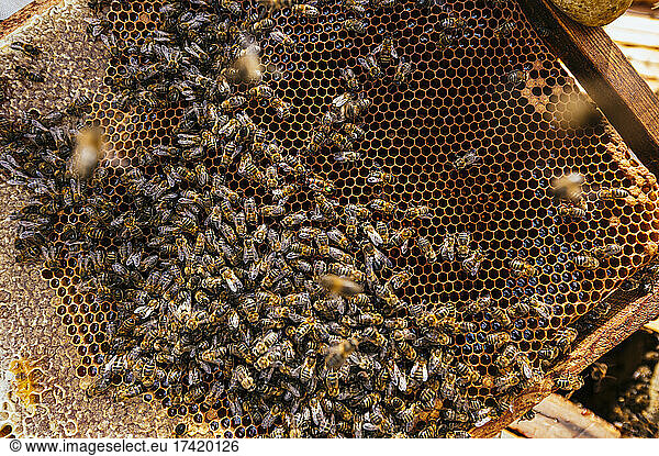 Swarm of honey bees on beehive