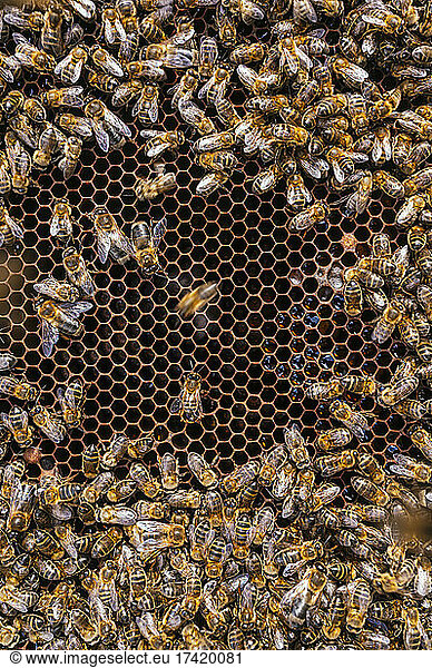 Swarm of honey bees on beehive at farm