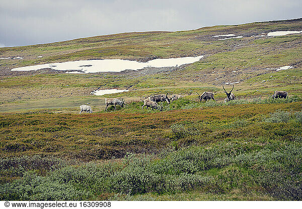 Sweden  Gaeddede  Reindeers at Stekenjokk plateau
