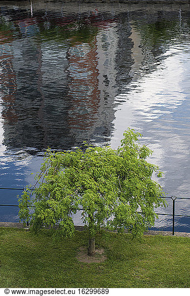 Sweden  Halmstad  single tree and water reflection at Nissan river