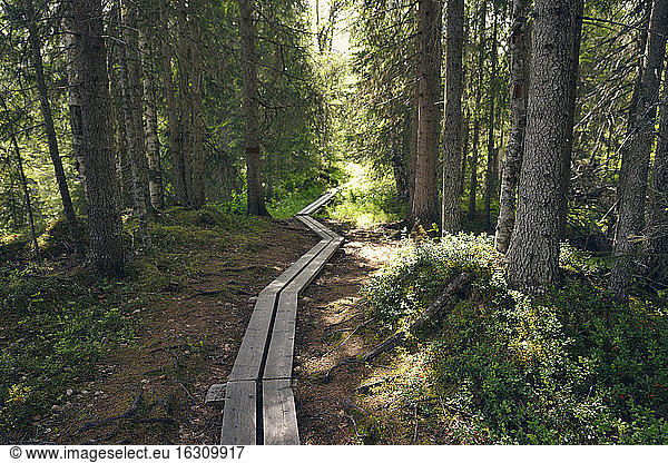 Sweden  Jamtlands country Gaddede  Timber plank path in forest to Vilmarksvagen