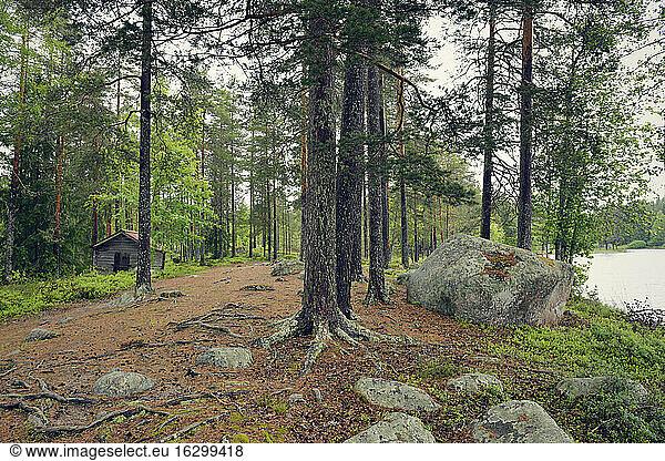 Sweden  Leksand  Forest and wooden hut at Lake Ejen