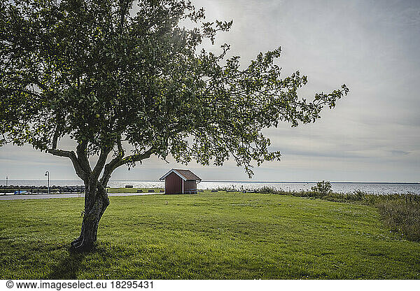 Sweden  Oland  Morbylanga  Single hut at coast with tree in foreground