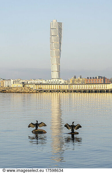 Sweden  Skane County  Malmo  Two cormorants standing on stones on shore of Sound strait with Turning Torso skyscraper in background