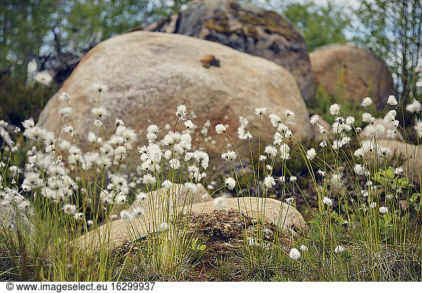 Sweden  Sveg  Cotton grass