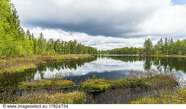 Sweden  Varmland  Lakeshore in Glaskogen nature reserve