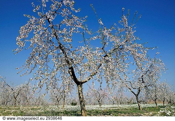 Sweet almond tree (Prunus amygdalus