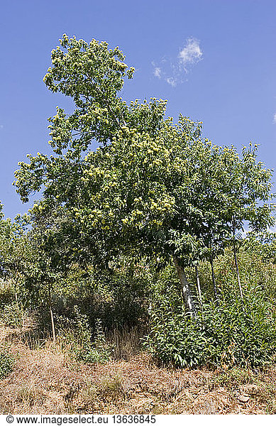 Sweet Chestnut (Castanea sativa) tree laden with fruit. Montesinho National Park  Tras-on-Montes  Portugal.
