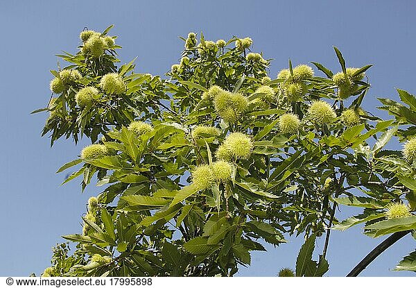 Sweet Chestnut fruits  Esskastanienfruechte (Castanea sativa) Maronen  Deutschland  Europa