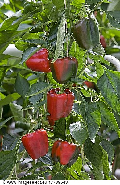 Sweet pepper (Capsicum annuum)  greenhouse