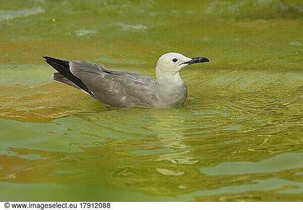 Swimming Grey Gull (Larus modestus)  swimming  green  water  captive