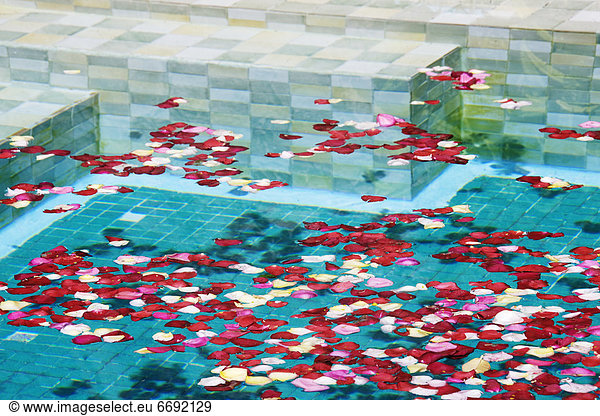 Swimming Pool with Rose Petals