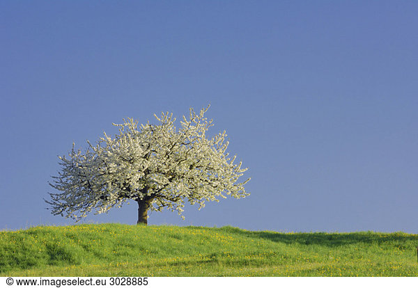 Switzerland  Cherry blossom in field