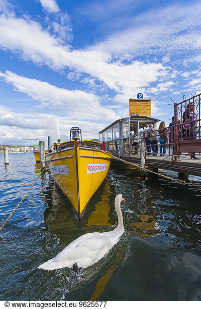 Switzerland  Geneva  Lake Geneva  water taxi and swan at jetty