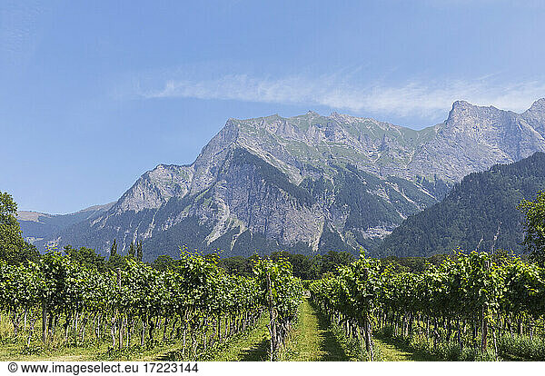 Switzerland  Grisons  Maienfeld  Vineyard with Falknis mountain in background