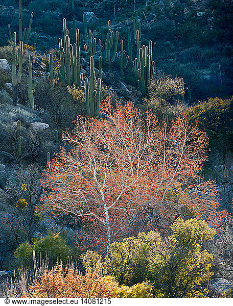 Sycamore and Saguaro Cacti  Arizona