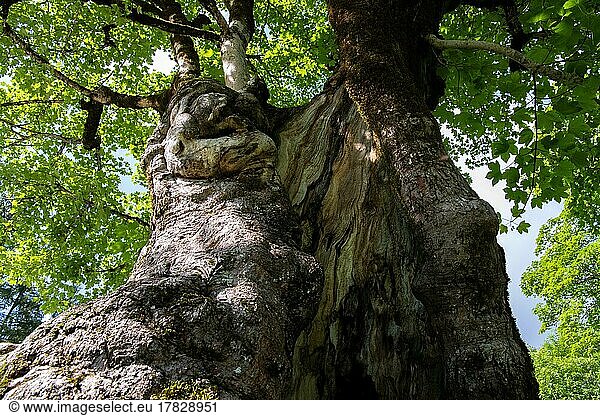 Sycamore maple (Acer pseudoplatanus)  view along a hollowed trunk into the canopy  Schwangau  Germany  Europe