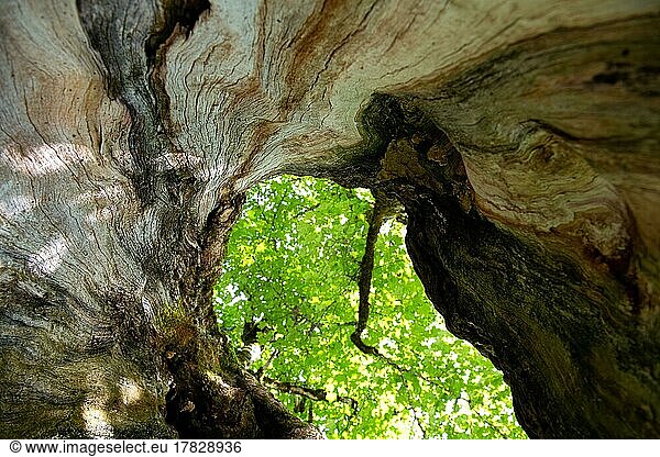 Sycamore maple (Acer pseudoplatanus)  view through the hollow trunk into the canopy  Schwangau  Germany  Europe