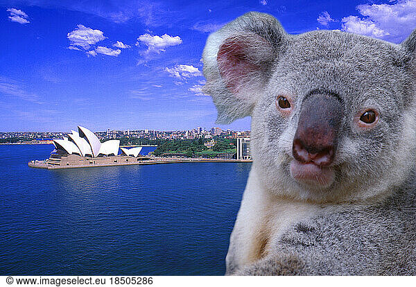 Sydney Australia Graphic portrayal of Opera House and Koala. PHOTO ILLUSTRATION.