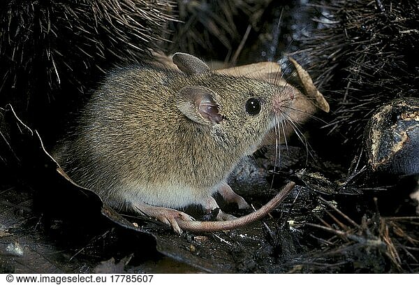 Sylvaemus sylvaticus  Waldmaus  Waldmäuse (Apodemus sylvaticus)  Mäuse  Maus  Nagetiere  Säugetiere  Tiere  Wood Mouse
