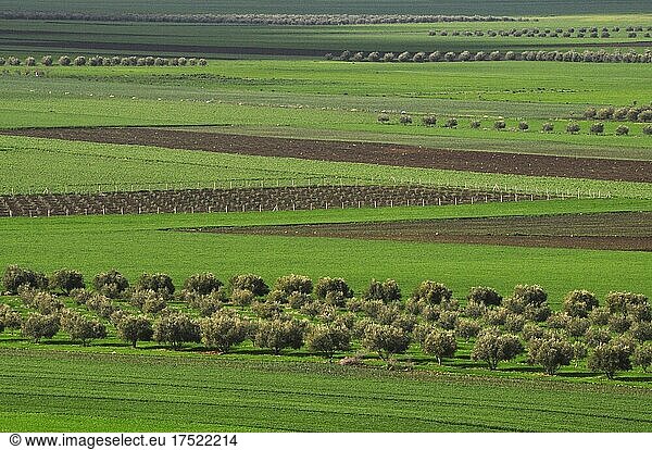 Symmetry of agriculture  green fields and brown earth  Volubilis  Northern Morocco  Morocco  Africa