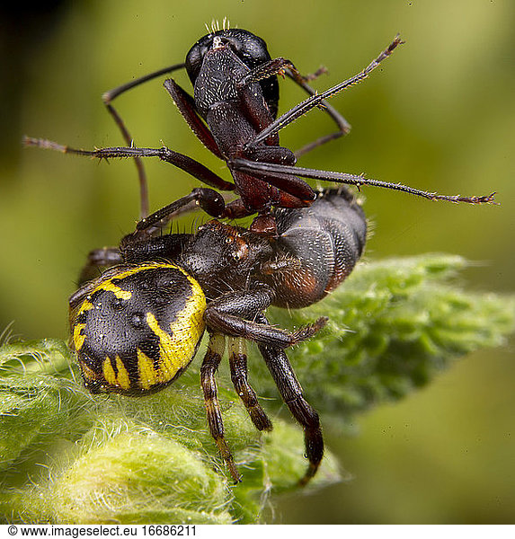 Synema globosum frisst eine tote Ameise