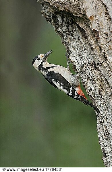 Syrischer Specht (Dendrocopos syriacus)  erwachsenes Weibchen  am Eingang zum Nestloch im Baumstamm  Bulgarien  Europa