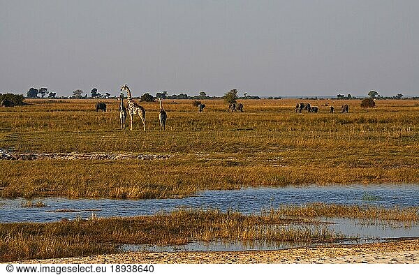 Szenerie mit Giraffen und Elefanten am Chobe-Fluss Botswana