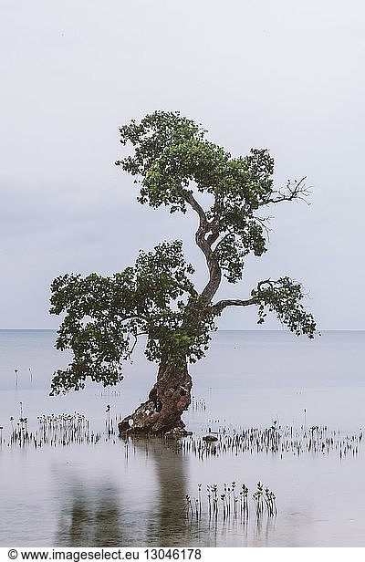 Szenische Ansicht eines Baumes im Meer gegen den Himmel