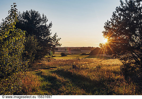 Szenische Ansicht von Bäumen  die auf dem Feld wachsen  gegen den Himmel während des Sonnenuntergangs in Polen
