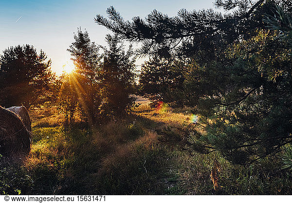 Szenische Ansicht von Bäumen  die bei Sonnenuntergang auf dem Feld gegen den Himmel wachsen  Polen