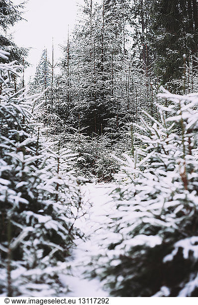 Szenische Ansicht von schneebedeckten Fichten  die im Wald wachsen
