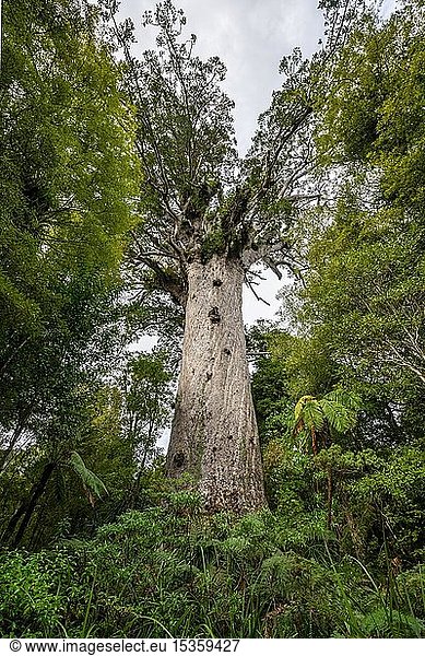 T?ne Mahuta  Herr des Waldes  riesige Agathis australis (Agathis australis)  Waipoua Forest  Nordland  Nordinsel  Neuseeland  Ozeanien