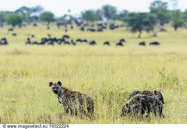 Tüpfelhyäne oder Lachende Hyäne (Crocuta crocuta) mit Streifengnu oder Streifengnu  Weißbartgnu oder Bürzelgnu (Connochaetes taurinus) im Hintergrund. Serengeti-Nationalpark. Tansania.