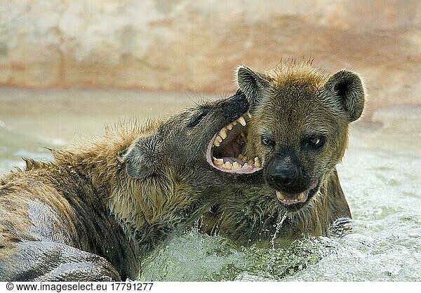 Tüpfelhyäne  Tüpfelhyänen (Crocuta crocuta)  Hyäne  Hyänen  Hundeartige  Raubtiere  Säugetiere  Tiere  Spotted Hyena immatures play-fighting in water  captive