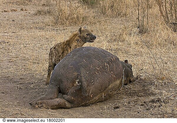 Tüpfelhyäne  Tüpfelhyänen  Hyäne  Hyänen  Hundeartige  Raubtiere  Säugetiere  Tiere  Spotted Hyaena with dead Hippo