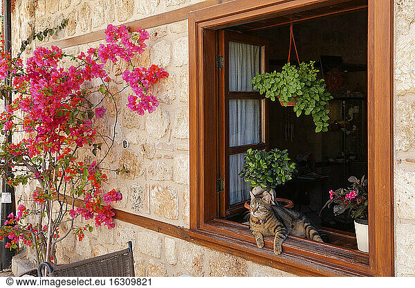 Türkei  Antalya  Katze liegt im offenen Fenster