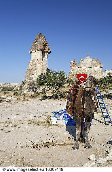 Türkei  Kappadokien  Dromedar vor einem Feenkamin in Pasabag