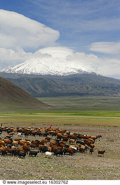 Türkei  Ostanatolien  Provinz Agri  Berg Ararat  Schafherde