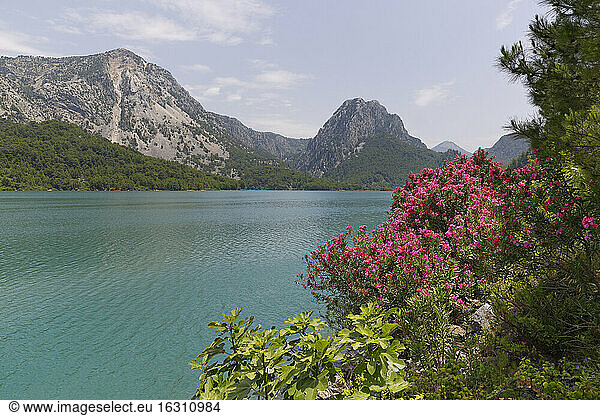 Türkei  Provinz Antalya  Manavgat  Oleander am Oymapinar-Damm