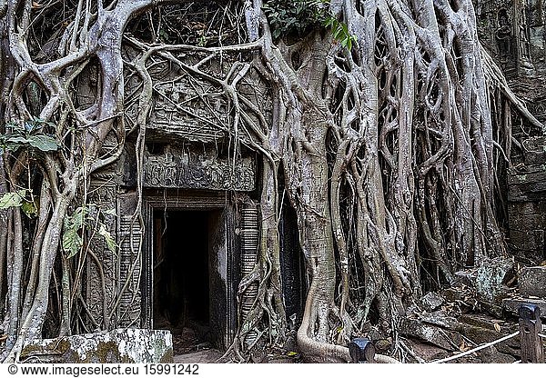 Ta Prohm Temple The Angkor Wat Temple Complex Siem Reap Cambodia.