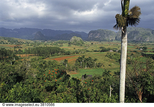 Tabakfelder und den Berge der Mogotes,  Vinales,  Provinz Pinar del Rio,  Kuba