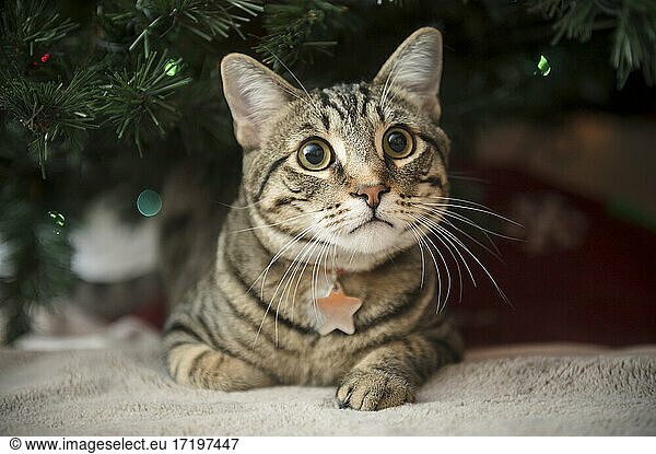 Tabby Cat Laying on Blanket Underneath Christmas Tree Branches