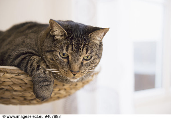 Tabby cat lying on scratching post