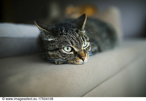 Tabby cat resting on sofa at home