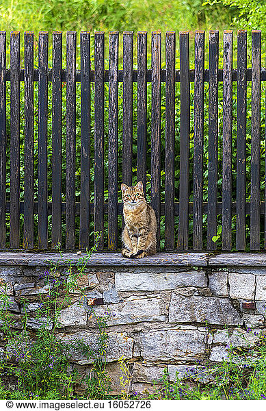 Tabby cat sitting on stone wall
