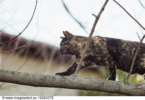 Tabby cat walking on tree branch