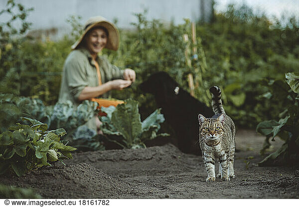 Tabby cat with woman and dog in background at garden