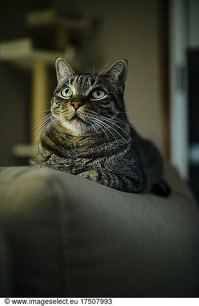 Tabby cay looking up while sitting on sofa at home