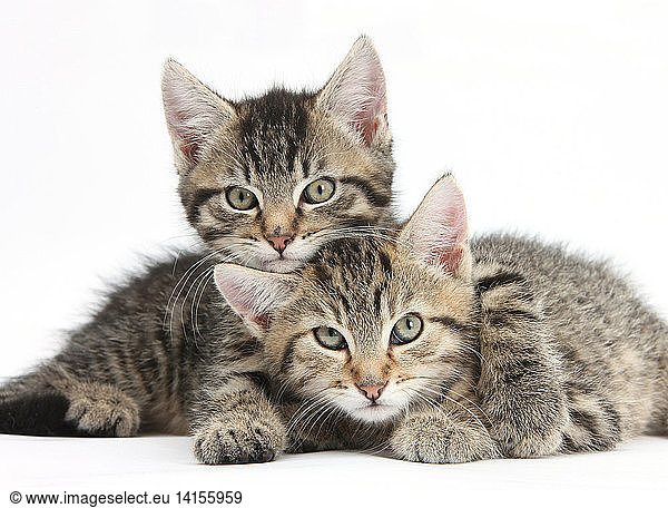 Tabby Kittens Cuddling.